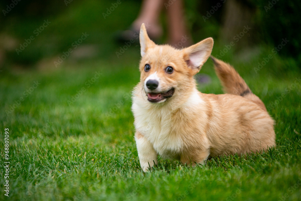 Corgi puppy on green grass Corgi puppy on green grass