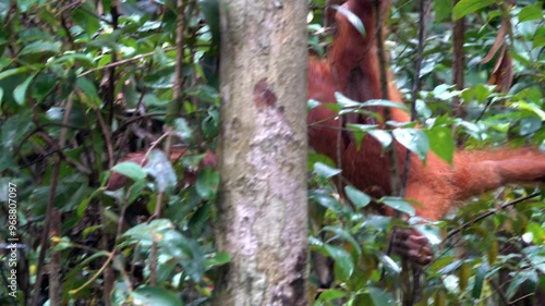 Young orangutan moves stealthfully through the jungle. photo