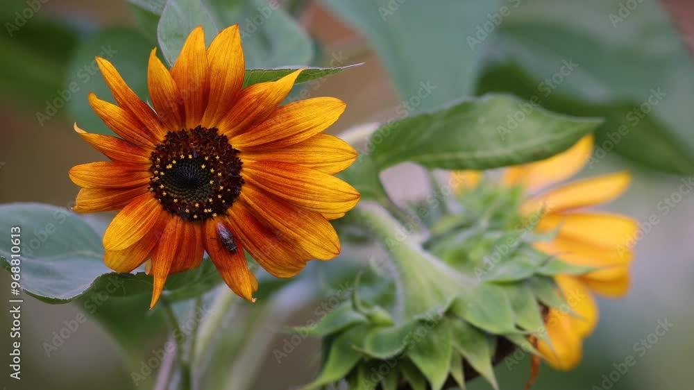 Garden in summer, amazing red and yellow sunflower close-up, Floral Pattern for Nature-Themed Decoration, Vibrant Yellow Blooms for Garden-Inspired video Garden in summer, amazing red and yellow sunflower close-up, Floral Pattern for Nature-Themed Decoration, Vibrant Yellow Blooms for Garden-Inspired video