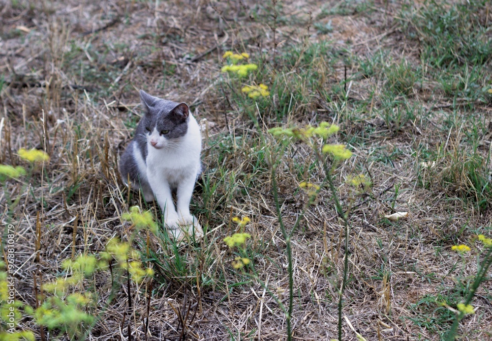 My favourite cat Matilda in the garden. My favourite cat Matilda in the garden.