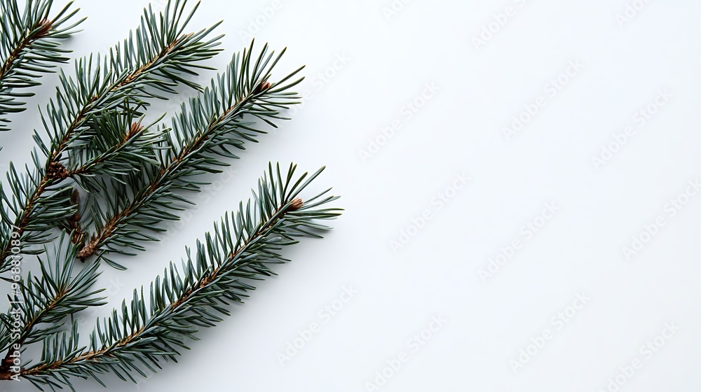 Obraz premium christmas tree branches with cones