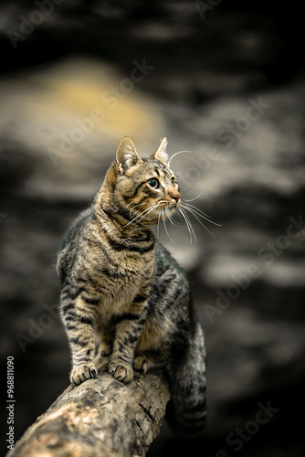 Photography cat in the wild