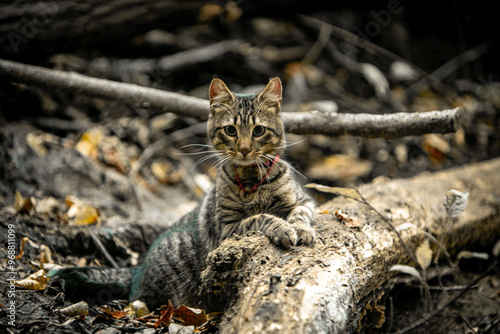 Photography cat in the wild