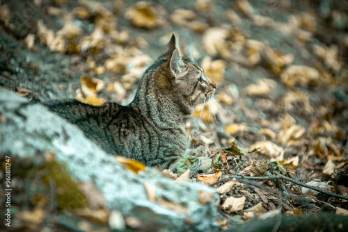 Canvas Print cat in the wild