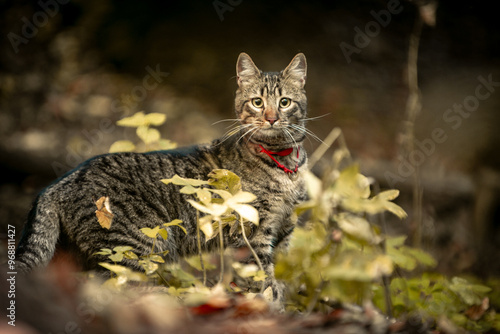 Canvas Print cat in the wild