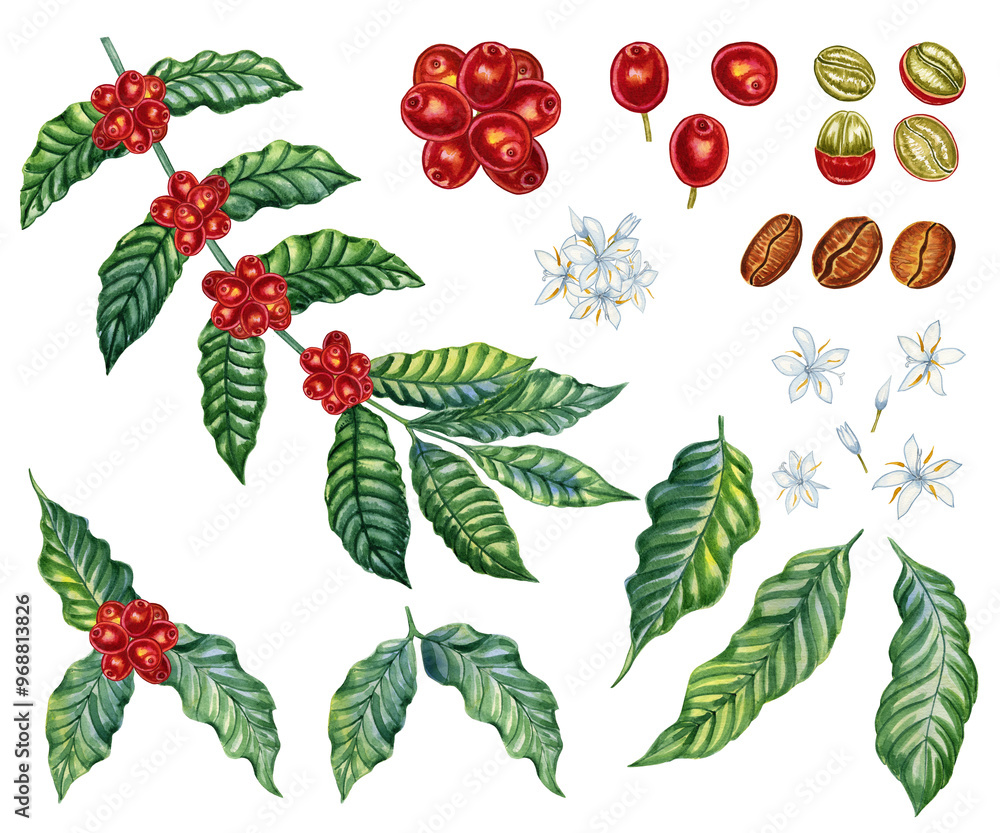 Coffee branch with berries watercolor illustration set. Hand drawn ...