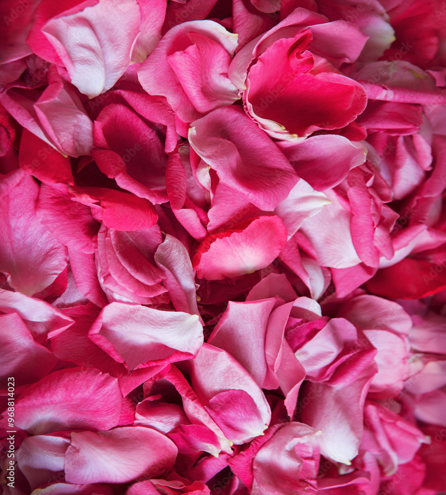 Natural background of rose petals Natural background of rose petals