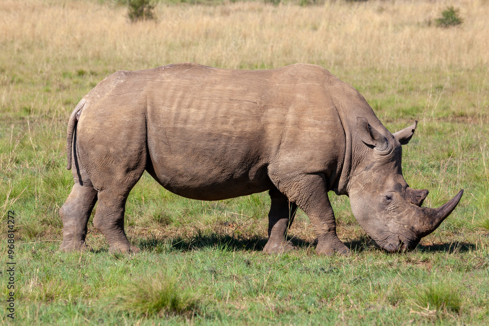 Obraz premium White Rhino, side profile whilst grazing