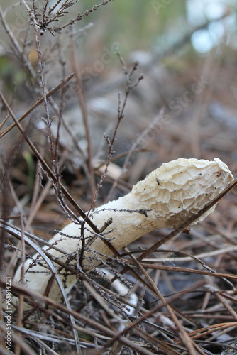 champignon satire puant phallus impudique photo