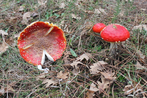 champignons amanite phalloïde