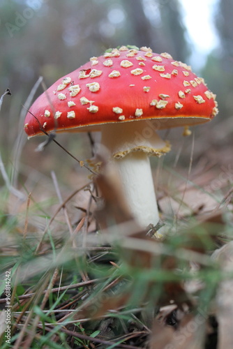 champignon amanite phalloïde