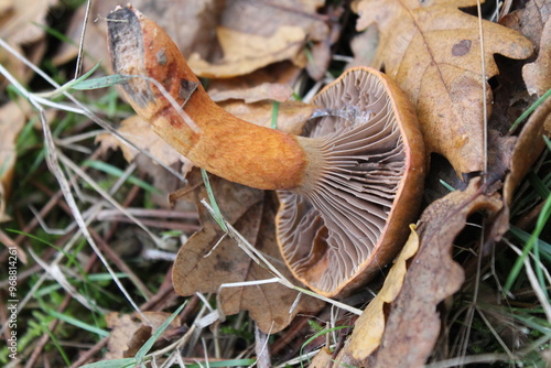 champignon