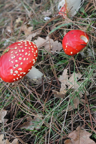 champignon amanite phalloïde