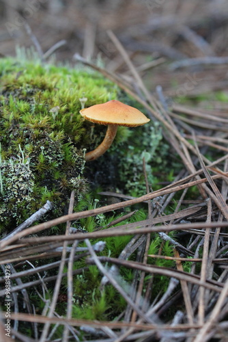champignon