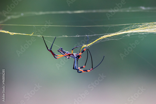 Spider spinning a web with blurred background photo