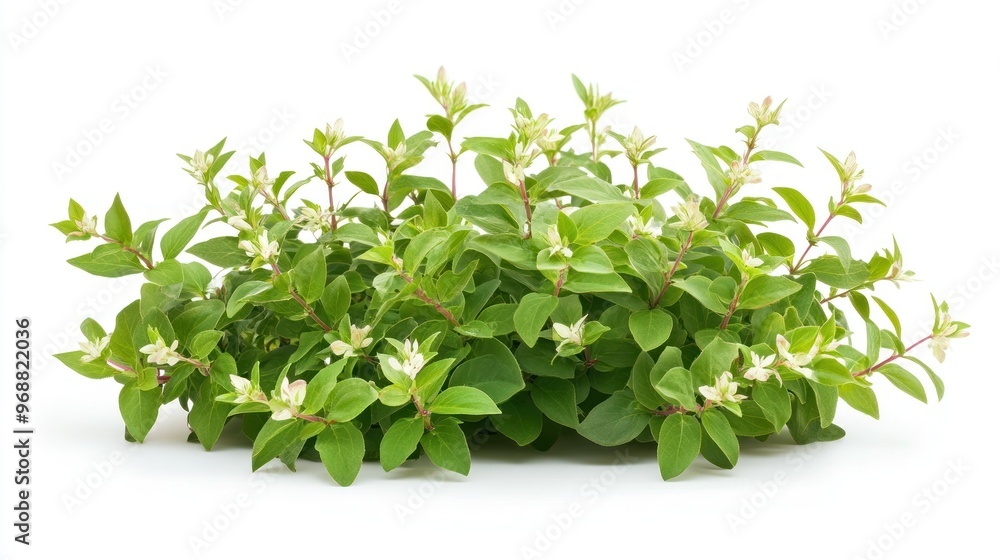 A lush green plant with white flowers, suitable for decoration or landscaping. A lush green plant with white flowers, suitable for decoration or landscaping.