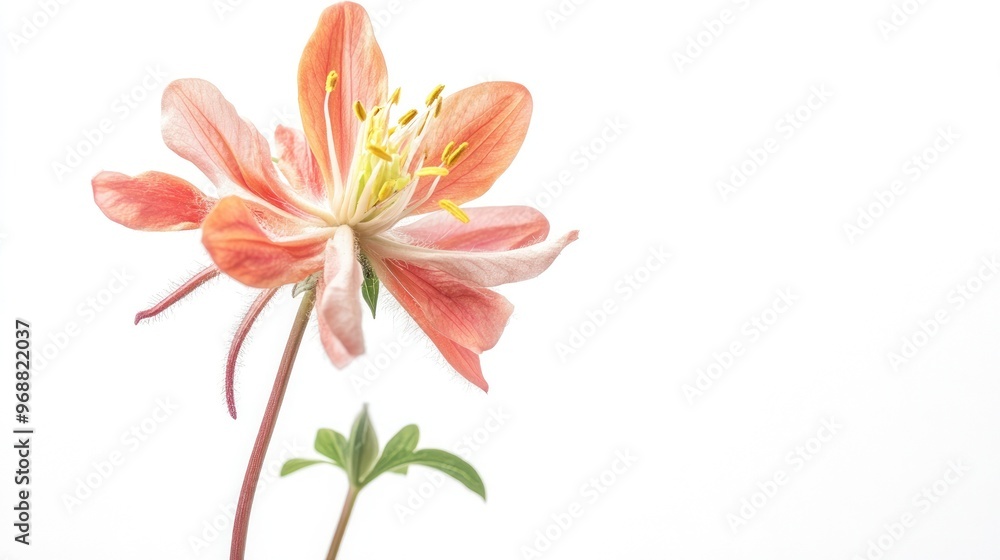 A delicate peach-colored flower against a white background, showcasing its intricate petals and details. A delicate peach-colored flower against a white background, showcasing its intricate petals and details.