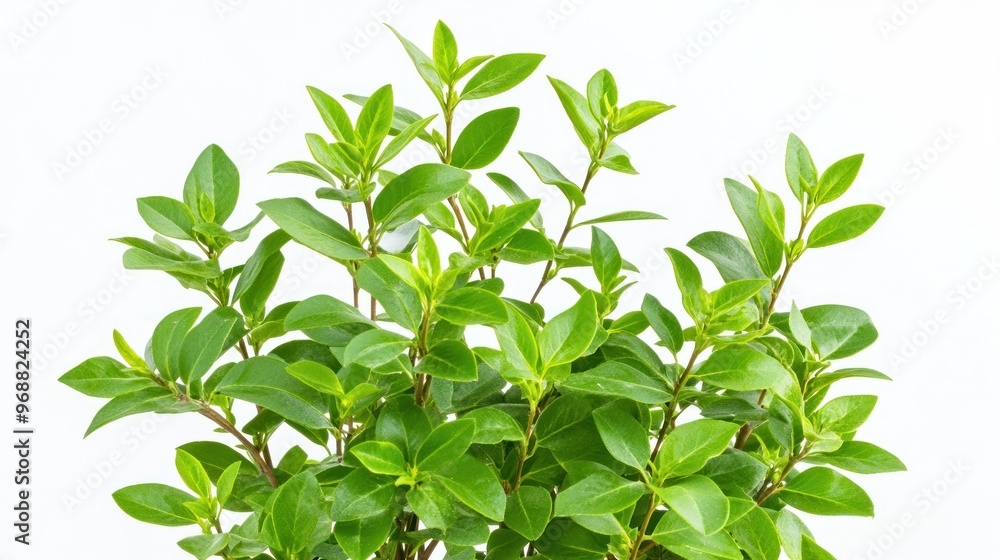 A vibrant green plant with lush leaves, ideal for decoration or indoor gardening. A vibrant green plant with lush leaves, ideal for decoration or indoor gardening.