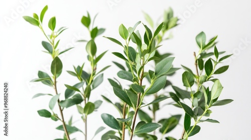 A close-up of green leaves from plant branches against a neutral background.