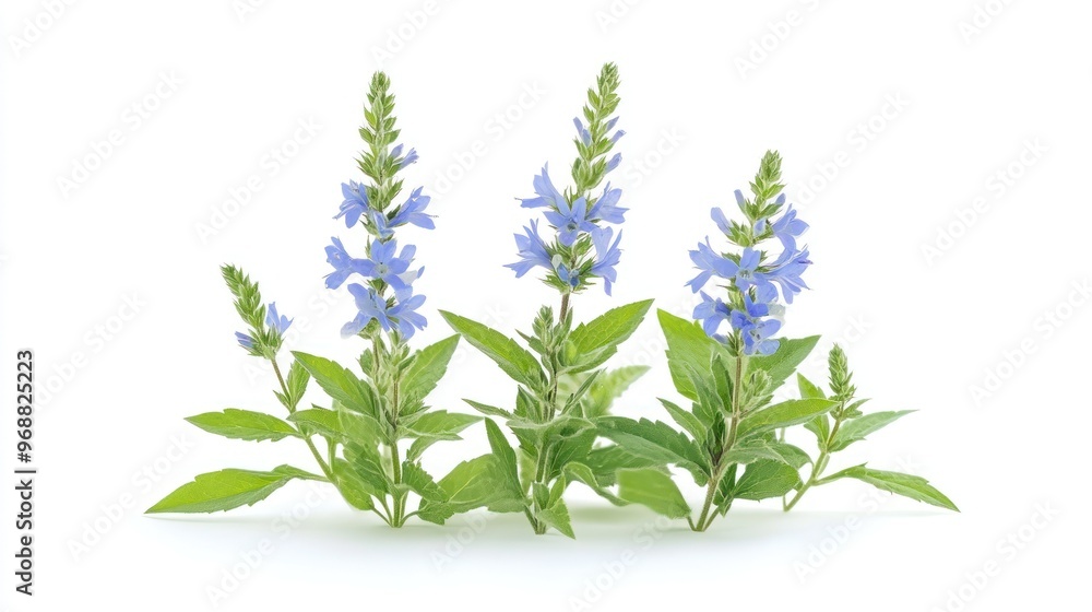 Fototapeta premium Three clusters of blue flowers with green leaves on a white background.