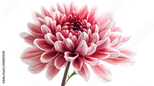 A close-up of a pink and white chrysanthemum flower showcasing its intricate petals.