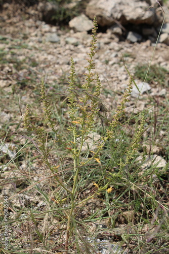 Dysphania botrys, sticky goosefoot or feathered geranium photo