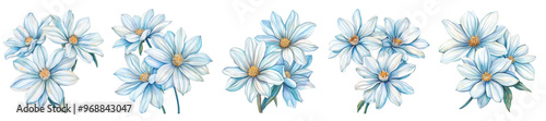 Watercolor set of white and blue flowers png. White chamomile flowers in watercolor style on isolated background. Botanical elements for weddings and others.