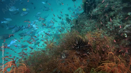 Bustling Tropical Coral Reef With Many Fishes in Indonesia