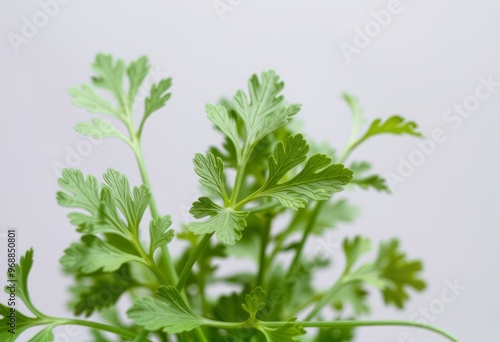 Parsley leaves on transparent background in a close up perspecti photo