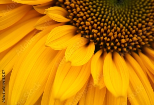 Vibrant Sunflower Petals A close up of sunflower petals highligh photo