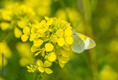 yellow butterfly on yellow flower, Euchloe penia	 photo