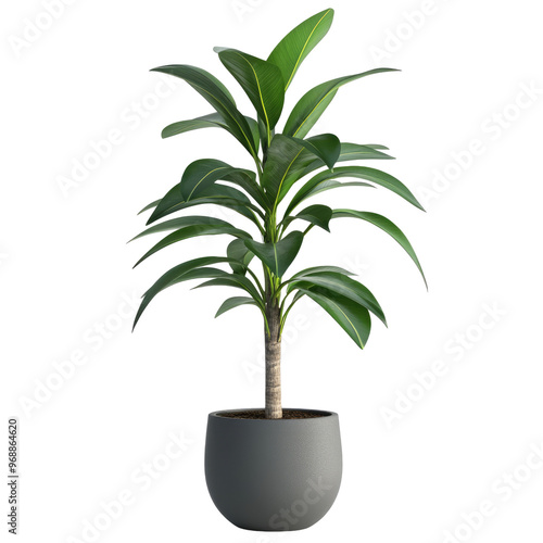 3d illustration of houseplant potted isolated on transparent background