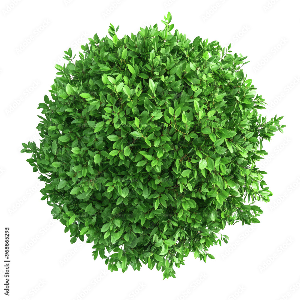 Naklejka premium 3d illustration of bush with bird's eye view isolated on white background