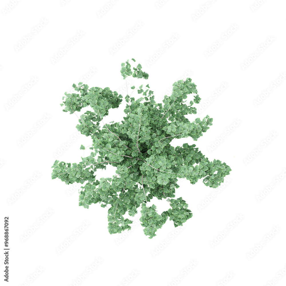 set of Clover plant isolated on transparent Canvas from the top view set of Clover plant isolated on transparent Canvas from the top view