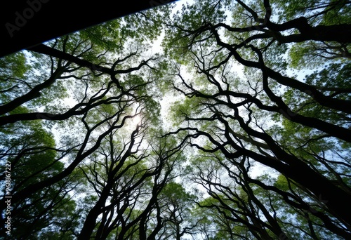 Canopy of Trees Looking up through a car window at the intertwin photo