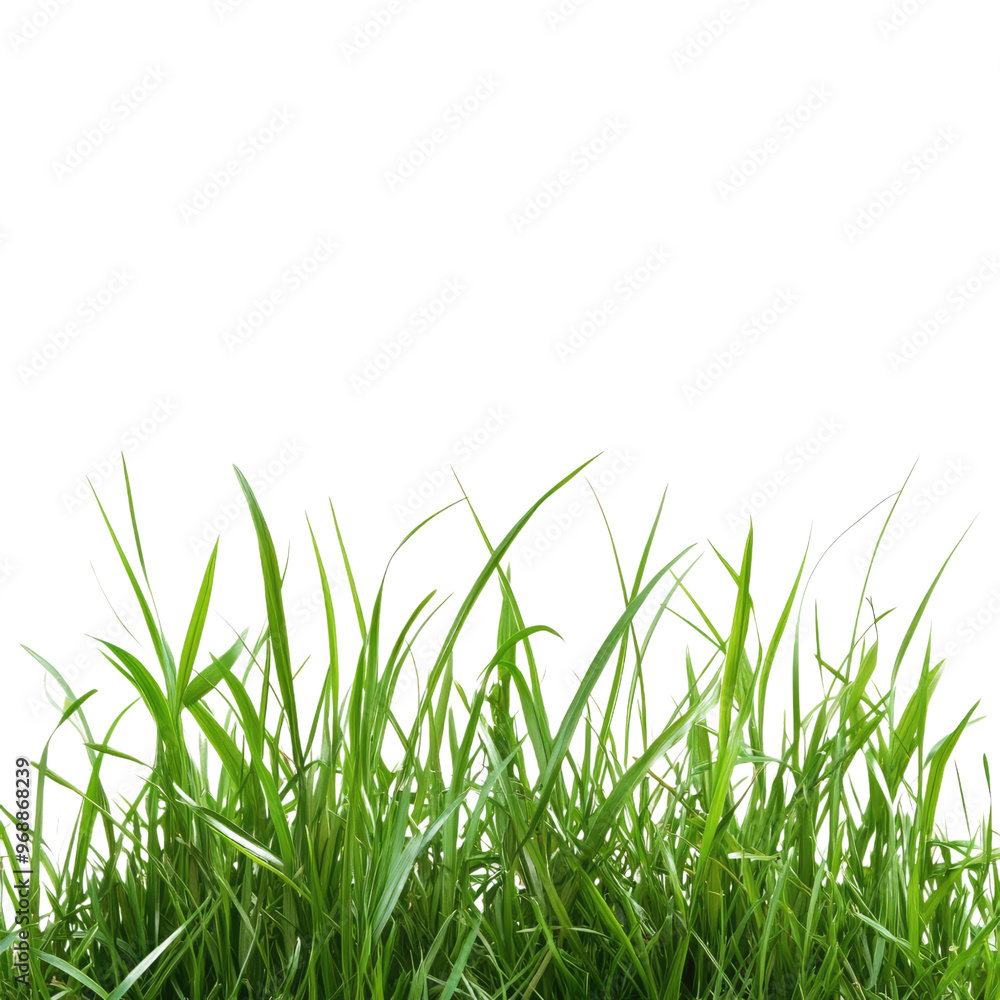fresh spring green grass isolated on transparent on transparent background. fresh spring green grass isolated on transparent on transparent background.