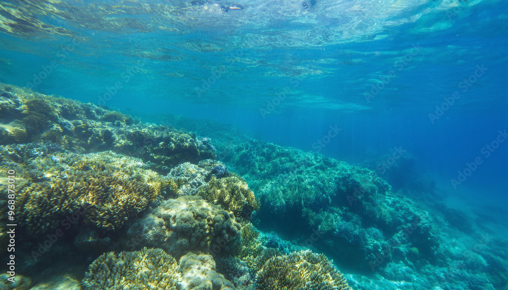 coral reef in the island sea coral reef in the island sea