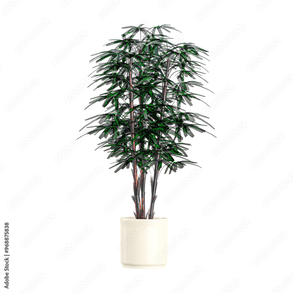 Obraz premium collection of Broadleaf lady palm Plant isolated on transparent canvas