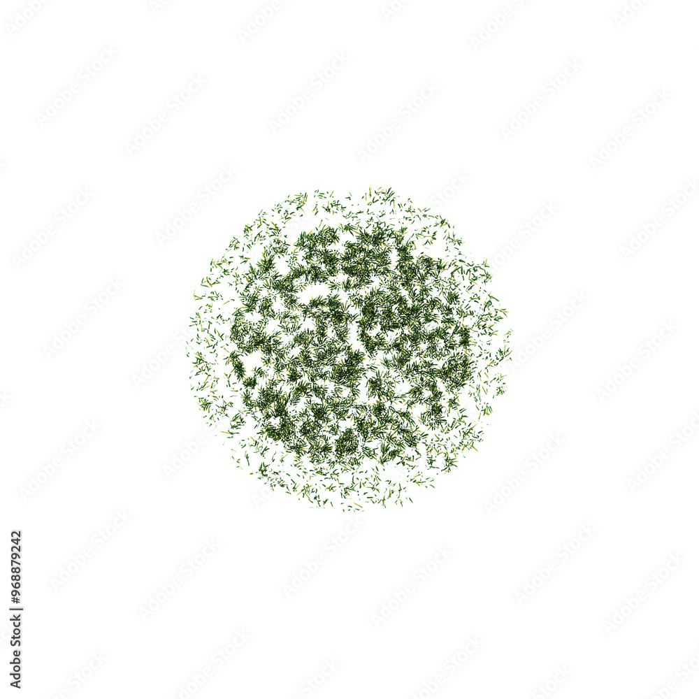 Fresh green grass isolated on transparent Canvas from the top view Fresh green grass isolated on transparent Canvas from the top view