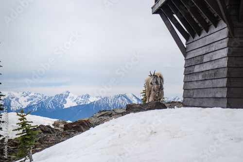 Mount Brown fire lookout and Mountain Goat, Trail start at Lake mcdonald lodge, Glacier national park, Montana, USA