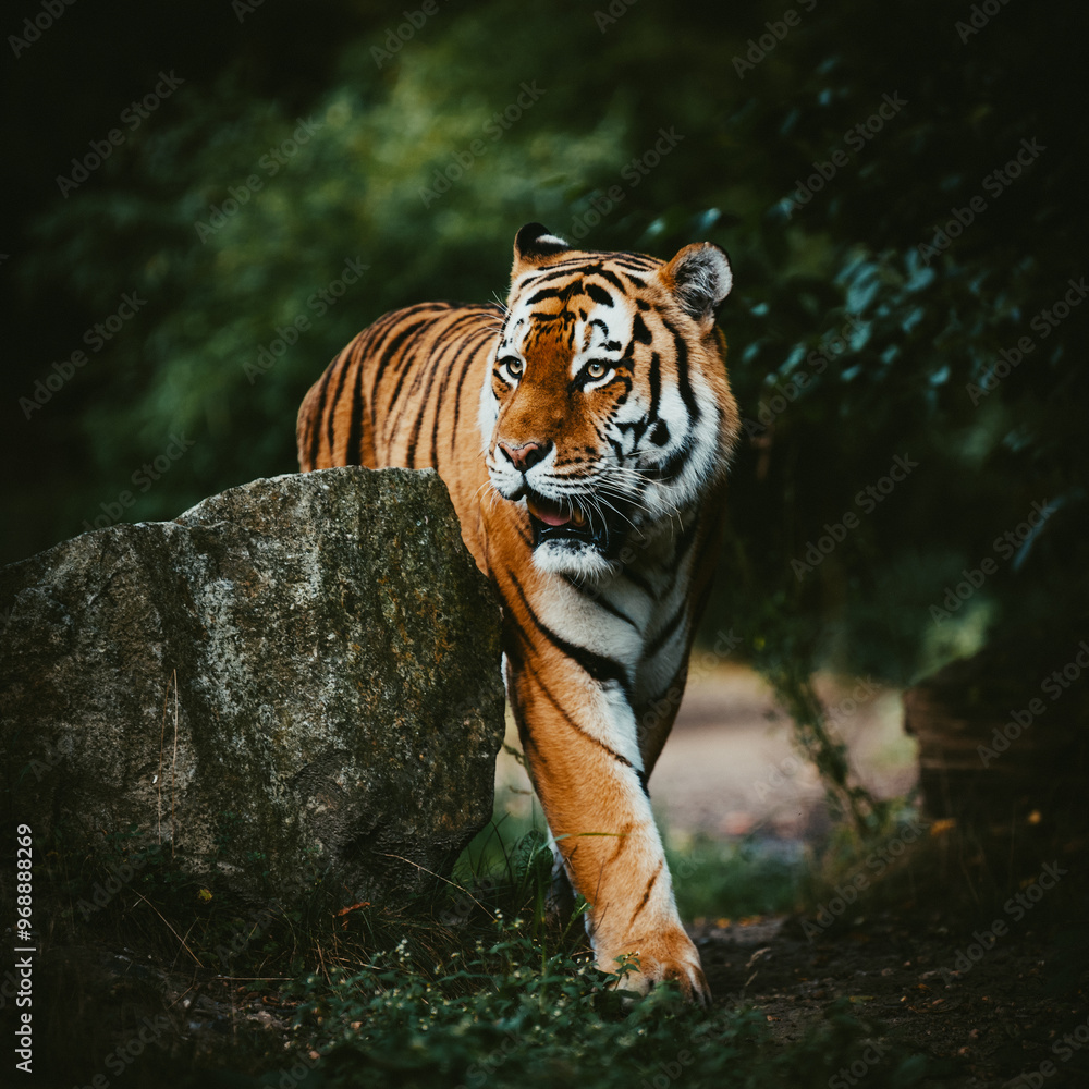 Fototapeta premium Portrait eines Sibirischen Tigers (Panthera tigris altaica) im moody forrest look