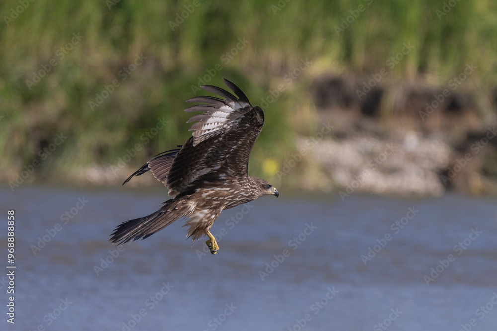 Black Kite in flight close-up shot with open wings. Bird of prey The Black kite soaring over the river. Black Kite in flight close-up shot with open wings. Bird of prey The Black kite soaring over the river.