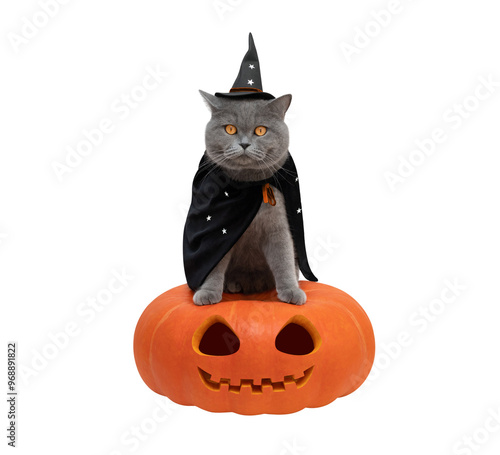 Halloween cat in a witch hat and mantle with stars on a isolated transparent background. British cat in a wizard costume sitting on a large pumpkin.