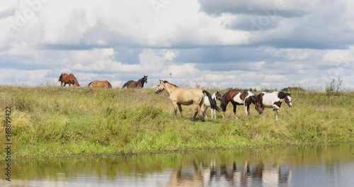 Wallpaper Mural beautiful horses graze on a green meadow on a summer day
 Torontodigital.ca