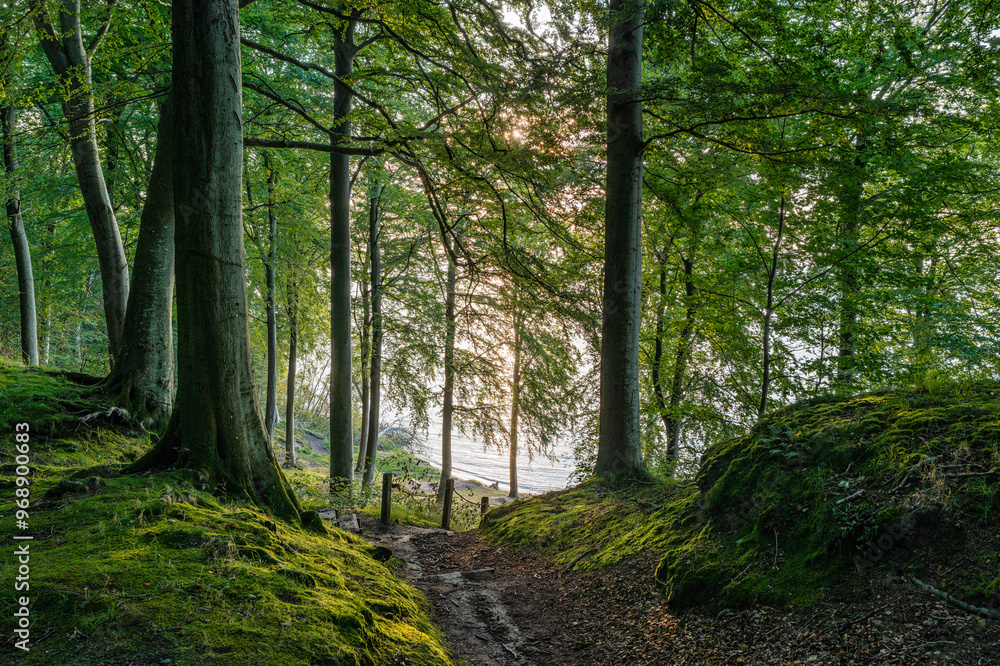 Untouched forest in Staksrode near the Vejle fjord, Denmark Untouched forest in Staksrode near the Vejle fjord, Denmark