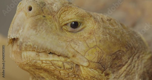 Close up head shot of The African spurred tortoise (Centrochelys sulcata), also called the sulcata tortoise, is an endangered species of tortoise. photo