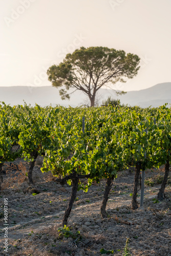 A single tree stands tall, dominantly overlooking neat rows of a vineyard, with the early morning light casting a soft glow over the peaceful scenery. photo