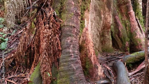 Exploring Maits Rest Rainforest Walk photo