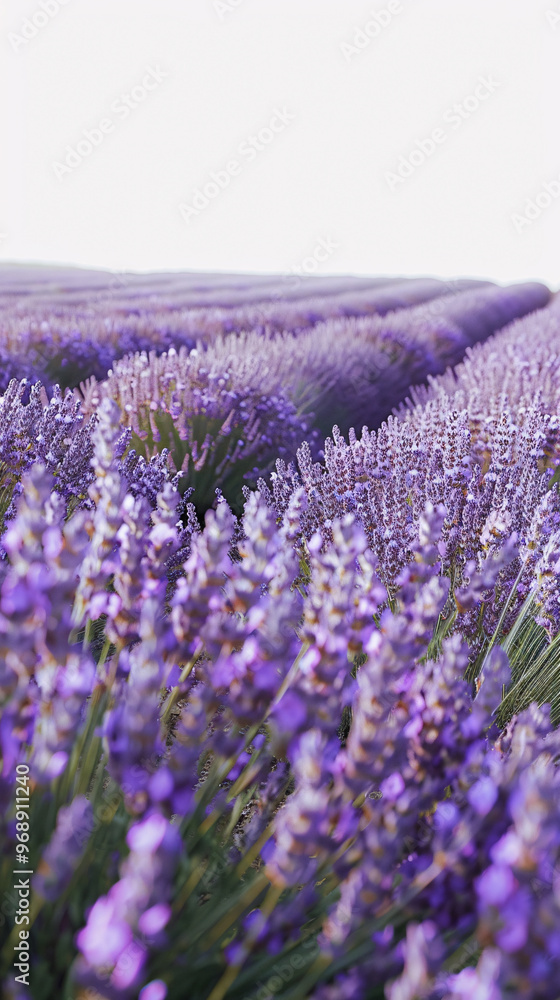 Fototapeta premium lavender field 