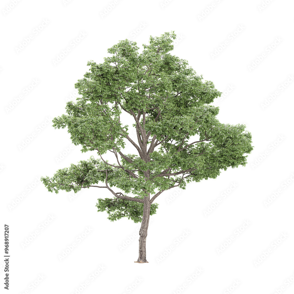 Obraz premium 3d rendering of Cottonwood plant isolated on transparent Canvas